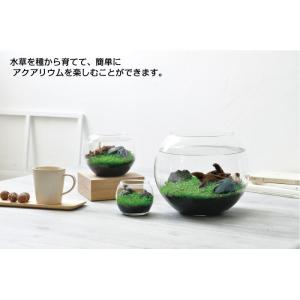 育てる水草 L GD-813 水草 アクアリウ...の詳細画像2