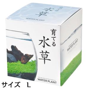 育てる水草 L GD-813 水草 アクアリウ...の詳細画像4