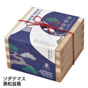 栽培キット ソダテマス 盆栽栽培セット 黒松 栽...の商品画像