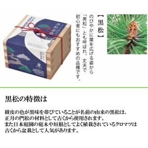 栽培キット ソダテマス 盆栽栽培セット 黒松 ...の詳細画像1