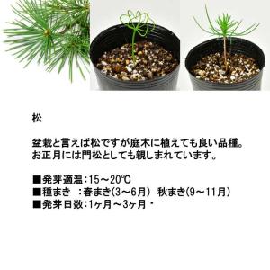 栽培キット ソダテマス 盆栽栽培セット 黒松 ...の詳細画像3