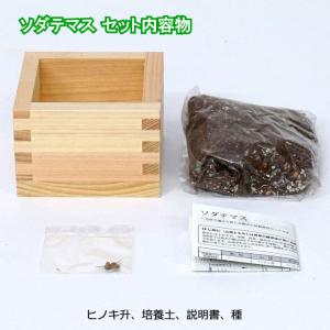 栽培キット ソダテマス 盆栽栽培セット 黒松 ...の詳細画像4