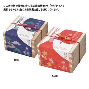 栽培キット ソダテマス 盆栽栽培セット 黒松 ...の詳細画像5
