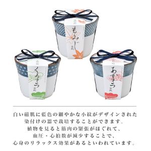 染付小紋盆栽 栽培セット 盆栽 かわいい 黒松...の詳細画像1