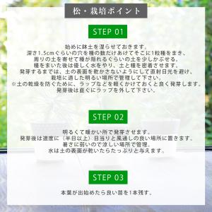 染付小紋盆栽 栽培セット 盆栽 かわいい 黒松...の詳細画像5