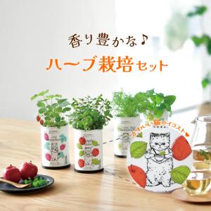 メール便送料無料】サボテン 缶栽培セット ミックス種 さぼてん