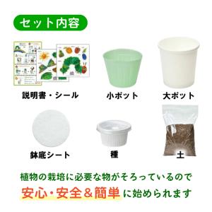 はらぺこあおむし 栽培セット 栽培キット おし...の詳細画像2