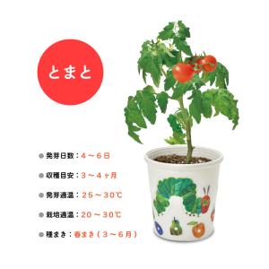 はらぺこあおむし 栽培セット 栽培キット おし...の詳細画像4
