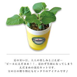 育てるえだ豆栽培キット 栽培セット えだ豆 枝...の詳細画像1