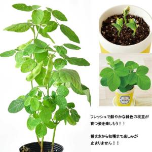 育てるえだ豆栽培キット 栽培セット えだ豆 枝...の詳細画像3
