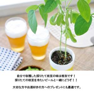 育てるえだ豆栽培キット 栽培セット えだ豆 枝...の詳細画像4