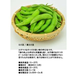 育てるえだ豆栽培キット 栽培セット えだ豆 枝...の詳細画像5