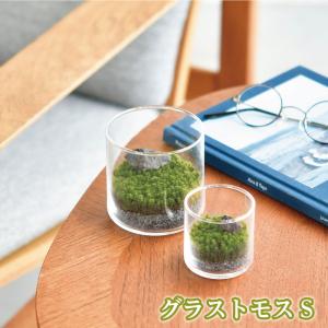 グラストモス S 苔 テラリウム キット 育てる ジオラマ ヒーリング 緑 リラックス インテリア 植物 プレゼント 癒し お手軽 趣味 992887