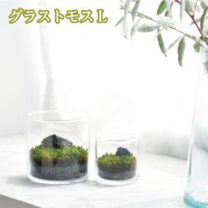 グラストモス L 苔 テラリウム キット 育てる ジオラマ ヒーリング 緑 リラックス インテリア 植物 プレゼント 癒し お手軽 趣味 992888