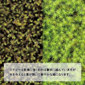 グラストモス L 苔 テラリウム キット 育て...の詳細画像2