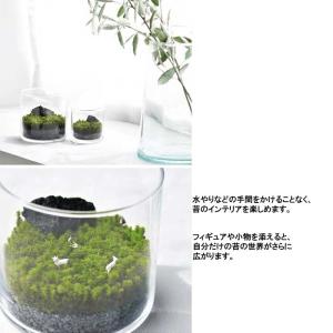 グラストモス L 苔 テラリウム キット 育て...の詳細画像3
