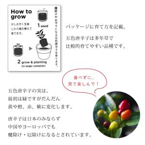 お芽でたおちょこ 達磨 3色 赤 白 黄 縁起...の詳細画像3