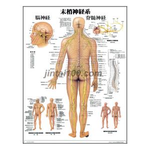 家庭の健康と医学大百科 人体透視図付き Amazon.co.jp: 4D 解剖学モデル、透明人体骨格解剖学、60 ピース