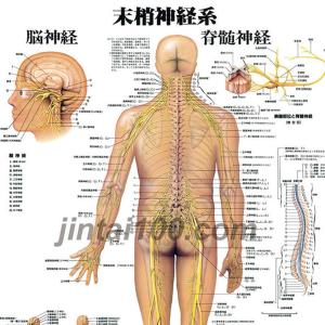 「末梢神経系」 医学ポスター ポスターB2サイ...の詳細画像1