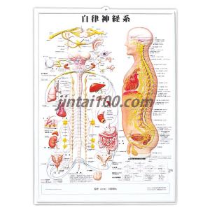 「自律神経系」医学ポスター ポスター立体B2サイズ  人体解剖学図ポスター 医学チャート　　　