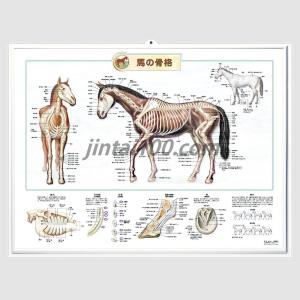 「 馬の骨格」立体ポスター B2サイズ 動物学ウオールレリーフアート｜人体百科ヤフー店