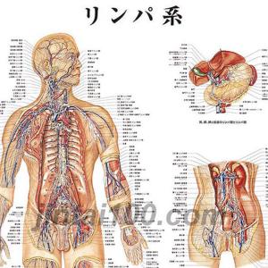 「リンパ系」 医学ポスター ポスターB2サイズ...の詳細画像1