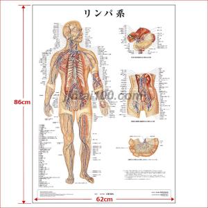 「リンパ系」 医学ポスター ポスターB2サイズ...の詳細画像2