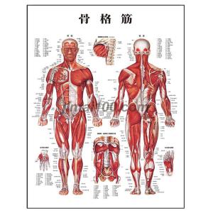 「骨格筋」医学ポスター デスクサイズポスター  人体解剖学図ポスター 医学チャート｜jintan-100