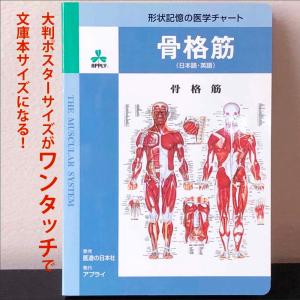 鍼灸経絡経穴図」医学ポスター ポスター B2サイズ 東洋医学ポスター