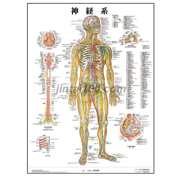 「神経系」 医学ポスター ポスターB2サイズ  人体解剖学図ポスター 医学チャート 　