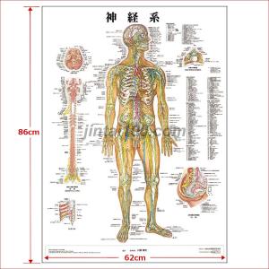 「神経系」 医学ポスター ポスターB2サイズ ...の詳細画像2