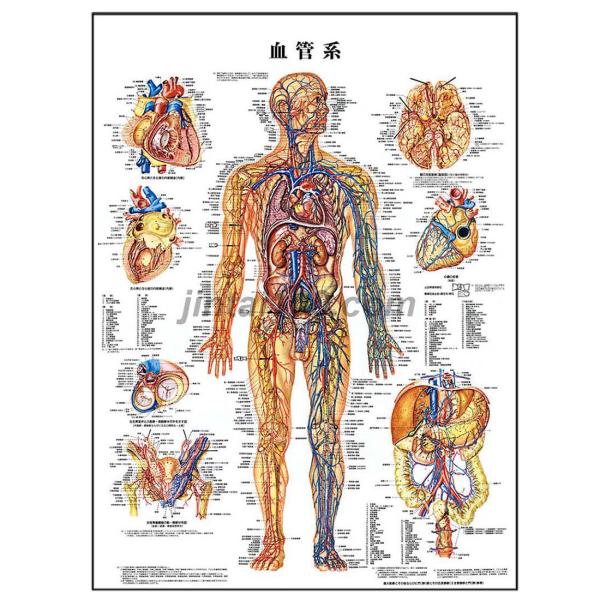 「血管系」 医学ポスター ポスターB2サイズ  人体解剖学図ポスター 医学チャート 　