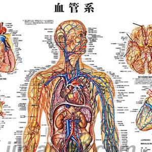 「血管系」 医学ポスター ポスターB2サイズ ...の詳細画像1