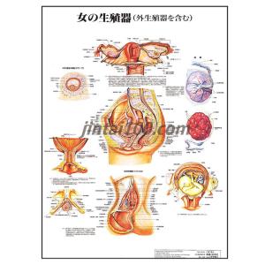 妊娠と出産」 医学ポスター ポスターB2サイズ 人体解剖学図ポスター