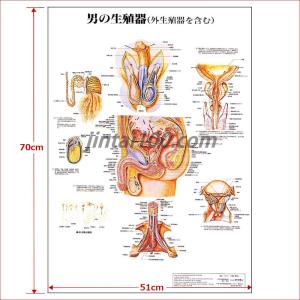 男の生殖器」医学ポスター ポスターB2サイズ 人体解剖学図 男の生殖器」医学ポスター ポスターB2サイズ 人体解剖学図