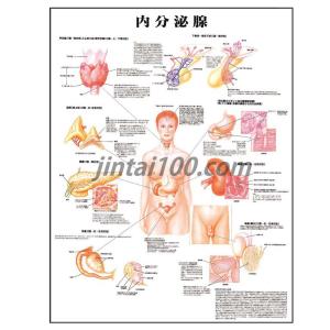 【人体百科】人体解剖図・医学ポスター 7枚 Anatomical Chart 自律神経系」 医学ポスター ポスターB2サイズ 人体解剖学図ポスター