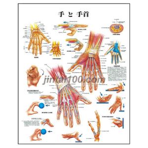 「手と手首」医学ポスター ポスターB2サイズ  人体解剖学図ポスター 医学チャート｜jintan-100
