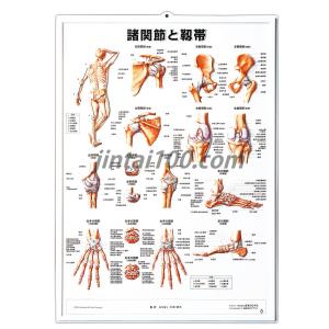 皮膚」医学ポスター 立体ポスターB2サイズ 人体解剖学図ポスター 医学