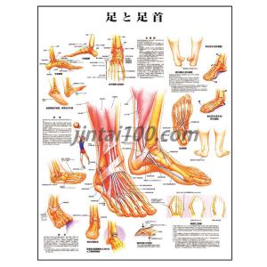 「足と足首」医学ポスター ポスターB2サイズ  人体解剖学図ポスター 医学チャート｜jintan-100