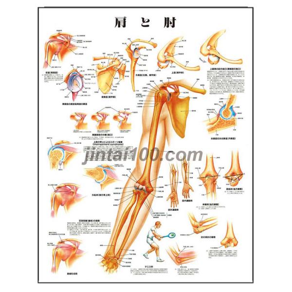 「肩と肘」医学ポスター ポスターB2サイズ  人体解剖学図ポスター 医学チャート