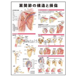 「肩関節の構造と損傷」医学ポスター ポスターB3サイズ  人体解剖学図ポスター 医学チャート｜jintan-100