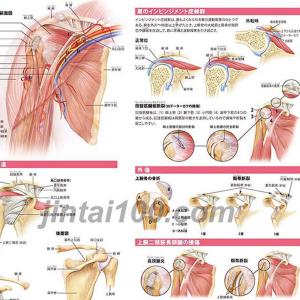 「肩関節の構造と損傷」医学ポスター ポスターB...の詳細画像2