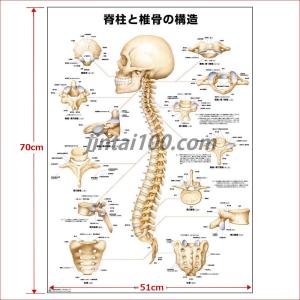 「脊柱と椎骨の構造」医学ポスター ポスターB2...の詳細画像3