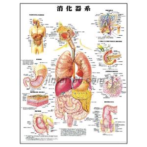 「消化器系」医学ポスター ポスターB2サイズ  人体解剖学図ポスター 医学チャート 　