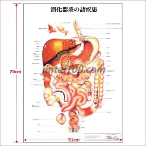「消化器系の諸疾患」医学ポスター ポスターB2...の詳細画像2