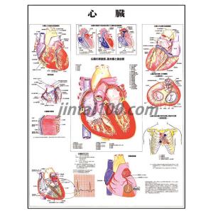 「心臓」 医学ポスター ポスターB2サイズ  人体解剖学図ポスター 医学チャート 　