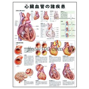 人体の構造図 医学 薬学 看護関連の本 の商品一覧 本 雑誌 コミック 通販 Yahoo ショッピング