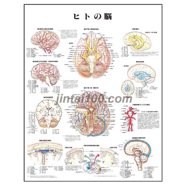 「ヒトの脳」 医学ポスター ポスターB2サイズ  人体解剖学図ポスター 医学チャート 　