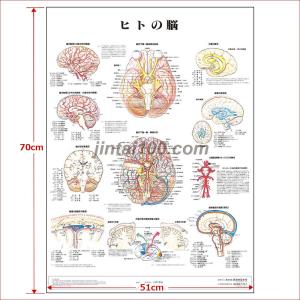 「ヒトの脳」 医学ポスター ポスターB2サイズ...の詳細画像2