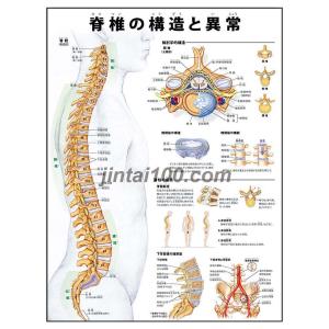 「脊椎の構造と異常」医学ポスター ポスターB3サイズ  人体解剖学図ポスター 医学チャート｜jintan-100